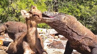 15 Brutal Moments When Komodo Dragons Hunt in The Wild [upl. by Oraneg]