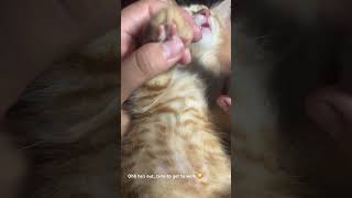 Archie getting a manipedi 🙃 cat cute catlover animals kitten [upl. by Kciwdahc]