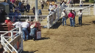 Steer wrestling  Clovis Rodeo [upl. by Jamaal]