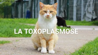 PARASITOMYCOLOGIE🪱 COMPRENDRE TOXOPLASMOSE EN 40 min 😸🐱 [upl. by Ahsatin]