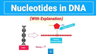 Nucleotides in DNA Explained [upl. by Manas]