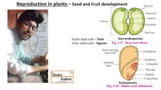 Reproduction in Plants  Lecture 7  Seed and Fruit development [upl. by Nitsuga]