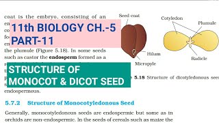 Class 11 BiologyCh5 Part11Structure of Monocot amp Dicot seedStudy with Farru [upl. by Harbison273]