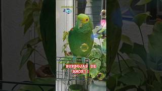 Burbujas de Amor 🥰 Loro Amazona Oratrix Shorts loros parrot viralvideo amor animals lovesong [upl. by Alica298]