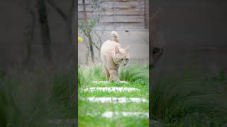 The footpath encounter yellow cat story [upl. by Bertrand989]