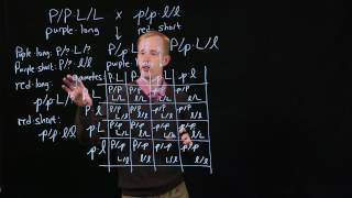 Dihybrid Cross Punnett Square [upl. by Anala]