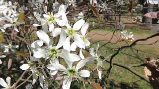 Amelanchier canadensis muchovník kanadský [upl. by Nawyt722]