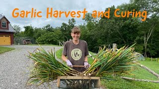 How to Harvest and Cure Your Garlic [upl. by Kassaraba990]