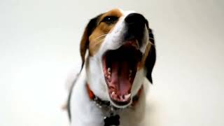 Beagle Nose Work A Beginners Guide to Training [upl. by Uehttam]