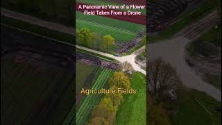 Agriculture Fields  A Panoramic View of a Flower Field Taken From Drone  shorts  agriculture [upl. by Newol]