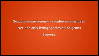 Sequoia Meaning [upl. by Bixler]