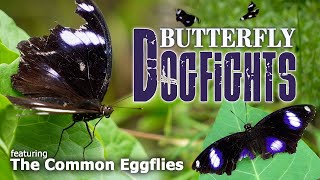 BUTTERFLY DOGFIGHTS Featuring the Common Eggfly Butterflies  Urban Wilde CDO  Cagayan de Oro City [upl. by Mignonne]