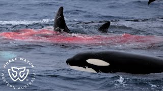 Witness the Bremer Orca Hunt of Adult Male Cuviers Beaked Whale [upl. by Nakasuji]