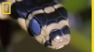 King Cobra Devours Water Snake  National Geographic [upl. by Lrub]