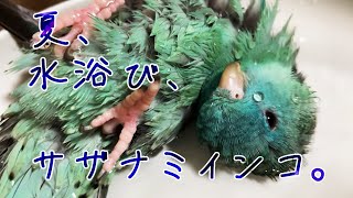 うちのサザナミインコの羽が水を弾いています [upl. by Arral]