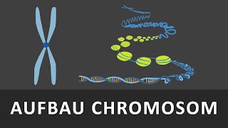 Aufbau Chromosomen  Chromatin  Spiralisierung der DNA einfach erklärt  Verpackung der DNA [upl. by Imailiv]