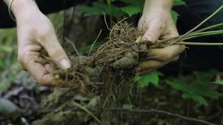 Sustainable Harvest of Goldenseal [upl. by Arvo]