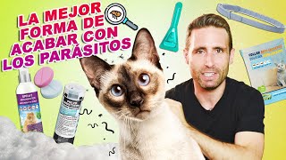 ¿La mejor forma de ACABAR CON PARÁSITOS EN TU GATO 😺👾 DESPARASITACIÓN EXTERNA e INTERNA en gatos [upl. by Ynatsed]