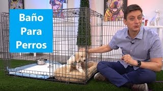 Cómo entrenar a un perro cachorro para ir al baño  Zak George  Sanitario [upl. by Calli]