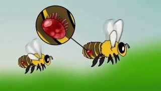 Honey bee and Varroa mites animation How Varroa Destructor devastates honey bee colonies [upl. by Rhyne]