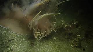 Rainbow Nudibranch eating a tube anemone Monterey CA [upl. by Letnoj81]