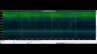 Pipistrellus pipistrellus maternity roost 2022c social calls C [upl. by Dranyl]