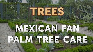 Mexican Fan Palm Tree Care [upl. by Milissa]