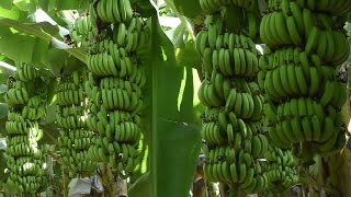 केळी लागवड  Banana Farming  Keli lagvad  Khetibadi  Samruddhi krushi Udyog [upl. by Ado]