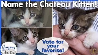 NAME the CHATEAU KITTEN Vote from the Final Top 10 List of Names  Journey to the Château Ep 223 [upl. by Bronnie]