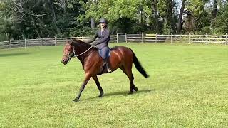 Delboy Rocket jumping bareback and bitless  horse for sale [upl. by Eneri]