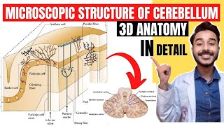 microscopic structure of cerebellum anatomy 3d  internal structure of cerebellum anatomy [upl. by Atinaw]