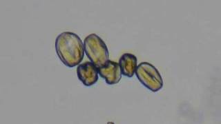 Hydration of Pollen Grains  4 minute timelapse [upl. by Dorothea]