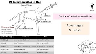 Intramuscular injection site in dog  IM injection sites their risks and advantages [upl. by Bannerman]