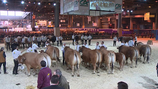 Concours de la race Parthenaise 22 [upl. by Nalaf]