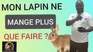 MON LAPIN NE MANGE PLUS  IL A PERDU LAPPÉTIT  QUE FAUTIL FAIRE [upl. by Tavi286]