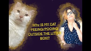 WHY Is My Cat PEEINGPOOING Outside Litter Box PART 1 Litter Tray Issues [upl. by Ateekan]