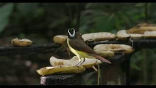 Boatbilled Flycatcher Calling [upl. by Slavic]