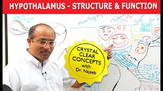 Hypothalamus  Structure and Function  Neuroanatomy [upl. by Drahcir]