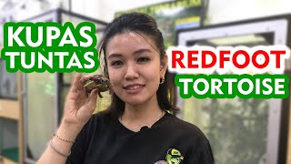 KURA REDFOOT PALING DIGEMARI NETIZEN TORTOISE MUDAH DAN BUAT PEMULA BENARKAH INI JAWABANNYA [upl. by Werd]