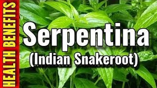 Serpentina HealthBenefits healthytips love herbalife herbalmedicine herbal fy herbalremedies [upl. by Heydon]