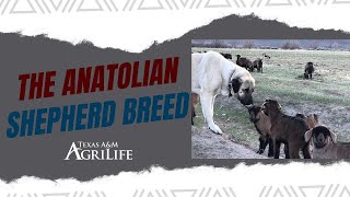 The Anatolian Shepherd Breed [upl. by Kyriako406]