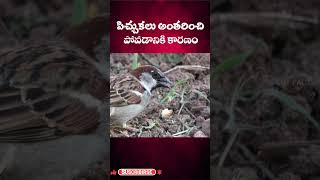 The Reason Sparrows became Extinct ll Telugu Facts ll TOT FACTS [upl. by Abel]