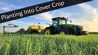 Planting Organic Soybeans into Rye Cover Crop [upl. by Watanabe]