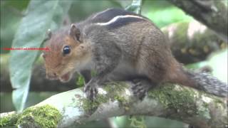 Loud squirrel chirping sounds  Squirrel sound [upl. by Stacey592]