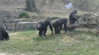 Chimpanzee Mating Season is Here at The KC Zoo [upl. by Risan429]