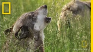 How Did Wolves Evolve  National Geographic [upl. by Aiet]