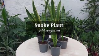 How to Propagate Snake Plant by Division  Snake Plant Propagation in Soil and Water  Sansevieria [upl. by Ynafit60]