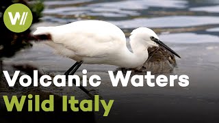 Volcanic lakes and their wildlife  Lake Bracciano  Wild Italy  Volcanic Waters [upl. by Ogata786]