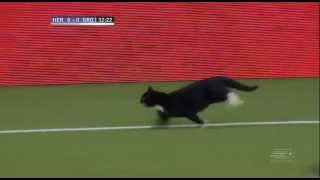 Gato invade o campo e faz a festa dos torcedores em jogo do Holandês [upl. by Etteiram]