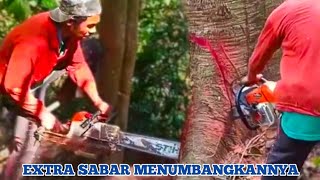 SKILL CHAINSAW STIHL MENEBANG KAYU BESAR [upl. by Maynard]